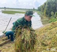 Tay Ninh border guards help farmers harvest rice ahead of floodwaters